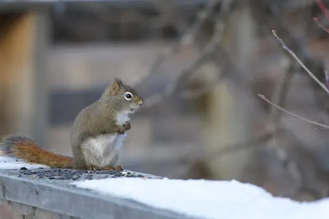 Обои Лиса 4K · animals · 3840×2560