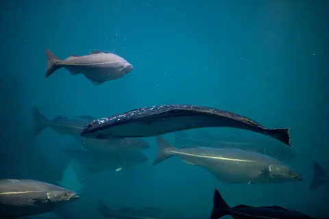 Обои Глубокий синий 4K · underwater · 3840×2560