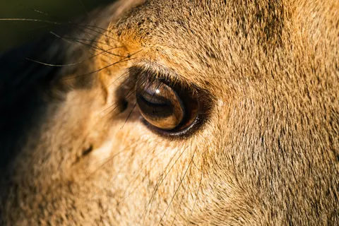 Lion 4K Wallpaper · animals · 3840×2560