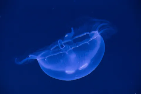 Fond d'écran Bleu profond 4K · underwater · 3840×2560