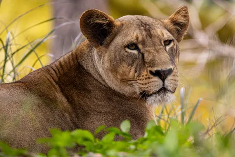 خلفية أسد بدقة 4K · animals · 3840×2560