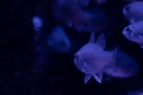 गहरा नीला 4K वॉलपेपर · underwater · 3840×2560
