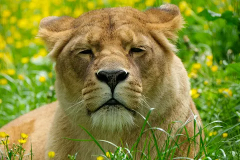 Lion 4K Wallpaper · animals · 3840×2560