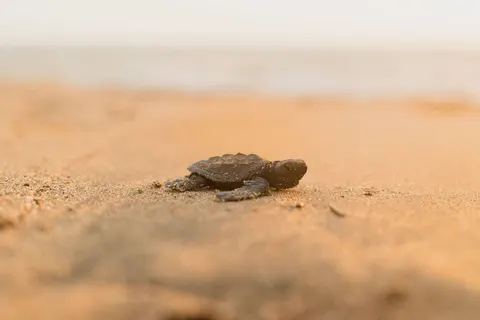 Swimming Turtle 4K Wallpaper · underwater · 3840×2565