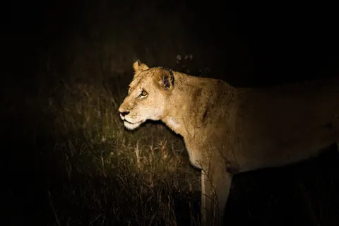 Lion 4K Wallpaper · animals · 3840×2560