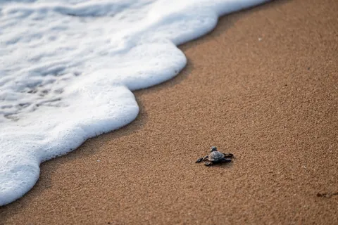 Swimming Turtle 4K Wallpaper · underwater · 3840×2560