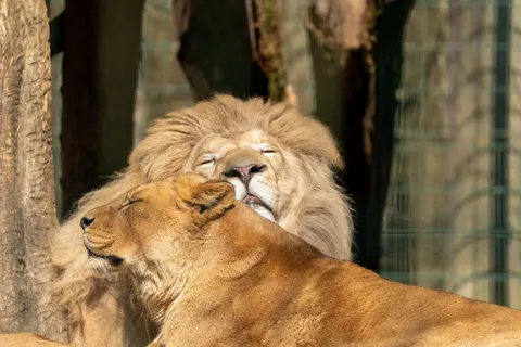 Löwe 4K Hintergrundbild · animals · 3840×2560