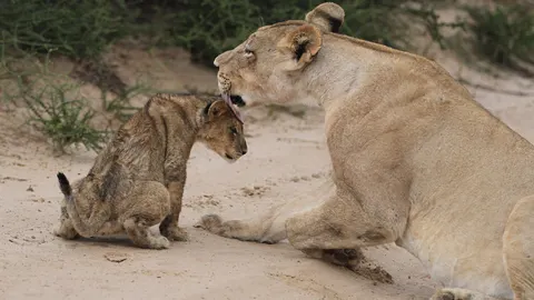 Löwe 4K Hintergrundbild · animals · 3840×2160