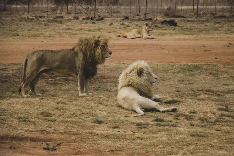 Lion 4K Wallpaper · animals · 3840×2560