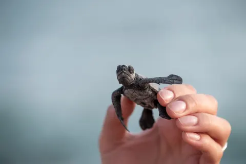 Swimming Turtle 4K Wallpaper · underwater · 3840×2560