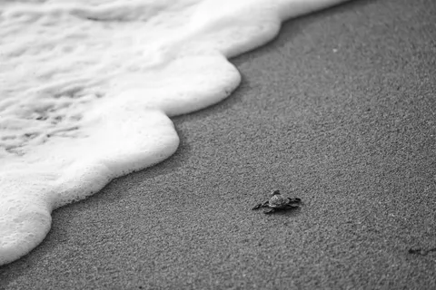 Swimming Turtle 4K Wallpaper · underwater · 3840×2560