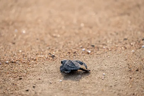 Swimming Turtle 4K Wallpaper · underwater · 3840×2560