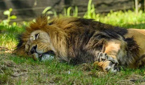 Lion 4K Wallpaper · animals · 3840×2240