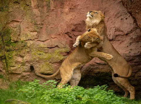 Fondo de pantalla León 4K · animals · 3840×2838