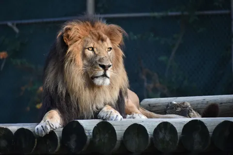 Lion 4K Wallpaper · animals · 3840×2560