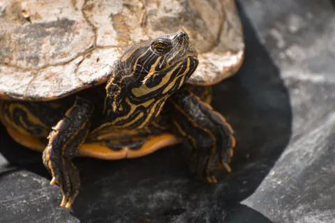 Swimming Turtle 4K Wallpaper · underwater · 3840×2560