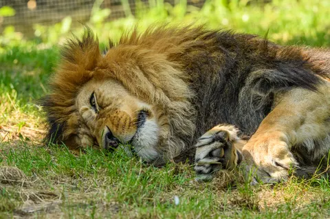 Fond d'écran Lion 4K · animals · 3840×2541