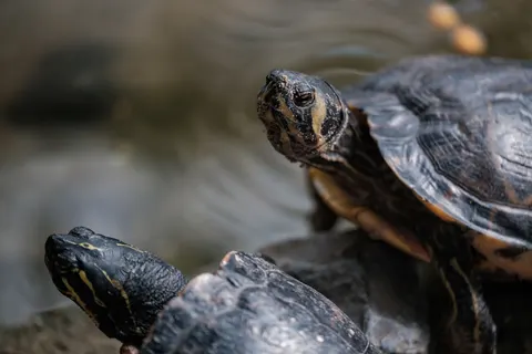 Swimming Turtle 4K Wallpaper · underwater · 3840×2560