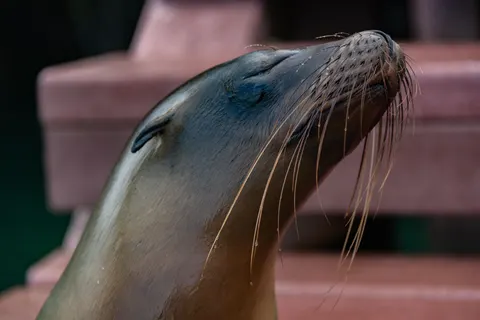 خلفية أسد بدقة 4K · animals · 3840×2563