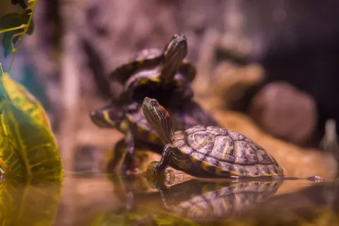 Swimming Turtle 4K Wallpaper · underwater · 3840×2561
