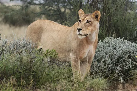 Lion 4K Wallpaper · animals · 3840×2542