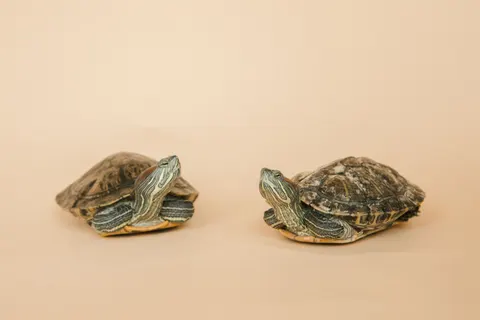 Swimming Turtle 4K Wallpaper · underwater · 3840×2560