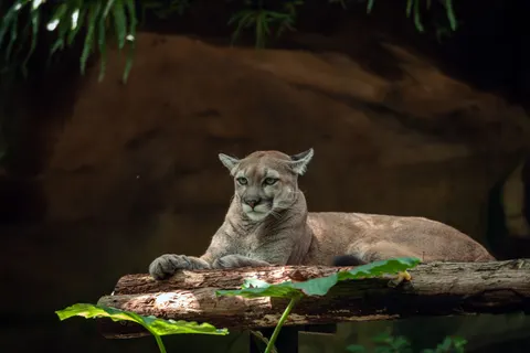 Lion 4K Wallpaper · animals · 3840×2560