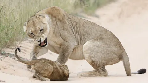 Lion 4K Wallpaper · animals · 3840×2160
