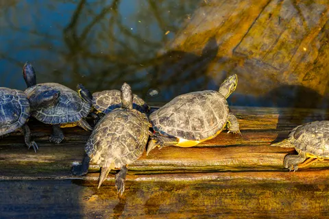 Swimming Turtle 4K Wallpaper · underwater · 3840×2562