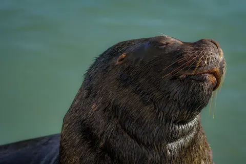 Löwe 4K Hintergrundbild · animals · 3840×2560