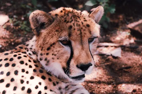 Lion 4K Wallpaper · animals · 3840×2560