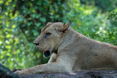 Fond d'écran Lion 4K · animals · 3840×2560