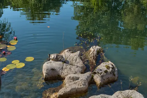 Swimming Turtle 4K Wallpaper · underwater · 3840×2560