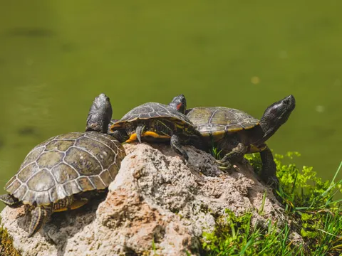Swimming Turtle 4K Wallpaper · underwater · 3840×2880