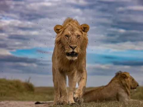 Löwe 4K Hintergrundbild · animals · 3840×2880