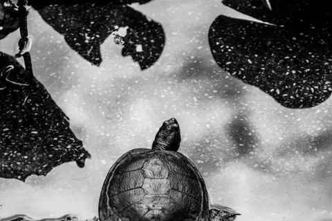 Swimming Turtle 4K Wallpaper · underwater · 3840×2560