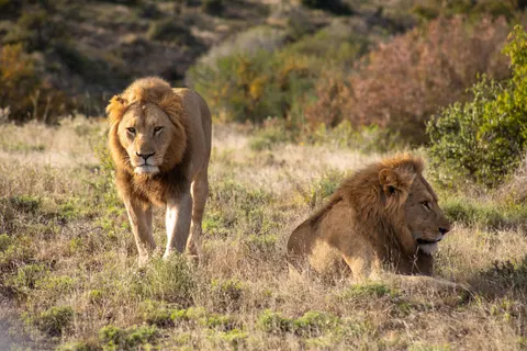 Lion 4K Wallpaper · animals · 3840×2560