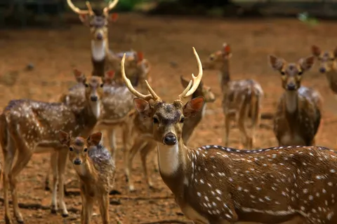Fondo de pantalla Ciervo 4K · animals · 3840×2560