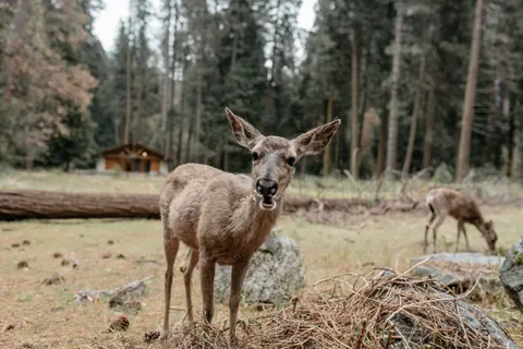 خلفية غزال بدقة 4K · animals · 3840×2563