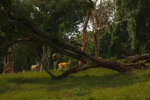 Fondo de pantalla Ciervo 4K · animals · 3840×2560