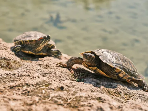 Swimming Turtle 4K Wallpaper · underwater · 3840×2880