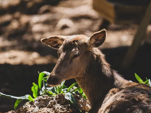 Deer 4K Wallpaper · animals · 3840×2880
