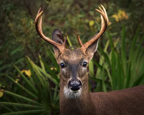 Deer 4K Wallpaper · animals · 3840×3072