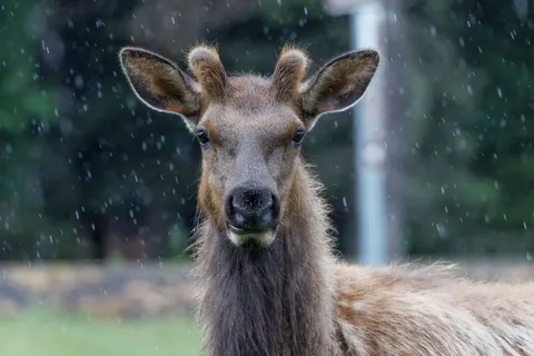 Deer 4K Wallpaper · animals · 3840×2561