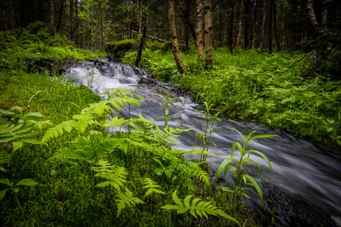 Forest Waterfall 4K Wallpaper · waterfall · 3840×2560
