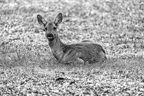 Deer 4K Wallpaper · animals · 3840×2558