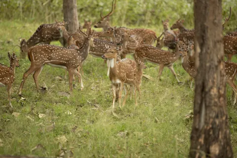 Deer 4K Wallpaper · animals · 3840×2560