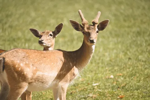 Deer 4K Wallpaper · animals · 3840×2560