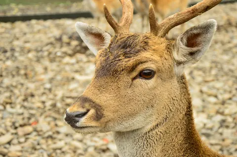 Deer 4K Wallpaper · animals · 3840×2553