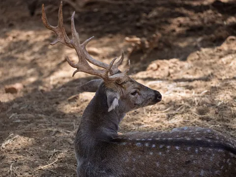 Deer 4K Wallpaper · animals · 3840×2880